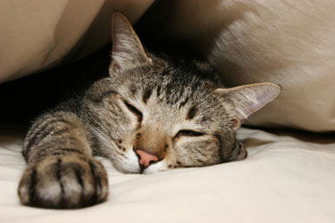 gatto-che-dorme-9