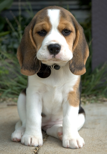 Beagle (5)