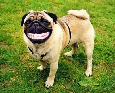 sorriso-cane