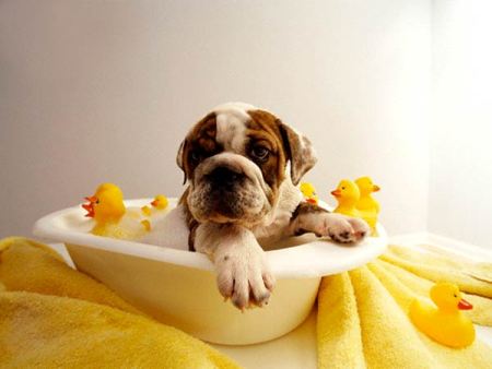 bagno cane foto