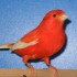 Il canarino rosso, ovvero il volatile colorato