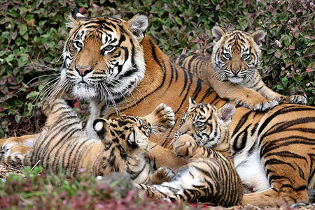 tigri (WWF)