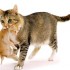 Gatti e gravidanza