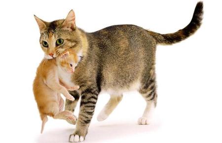 gravidanza gatti