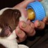 Eclampsia nel cane