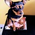 Gli Hipster Puppies, ovvero i cani modaioli (fotogallery)