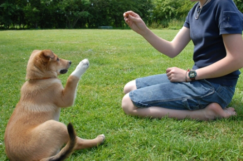 Psicologia canina: siamo sicuri che sia il cane ad avere problemi?