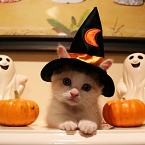 Halloween Costumes  Sale on Il Gatto Non Dovrebbe Stare Fuori Di Casa La Notte Di Halloween Ma