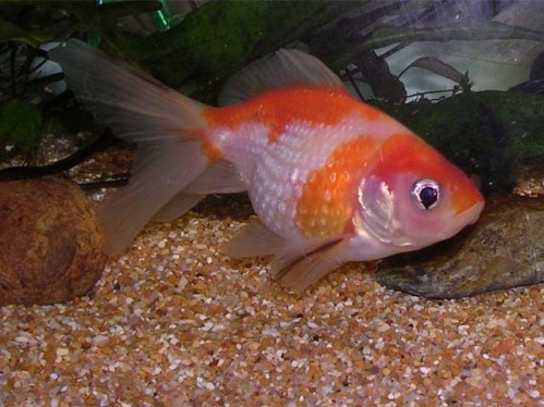 Pesci rossi che cambiano colore quando e se preoccuparsi for Razze di pesci rossi