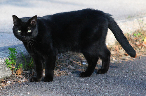 gatto-nero1.jpg