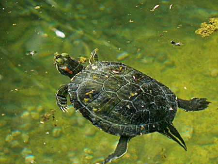 Acquaterrario per tartarughe d 39 acqua l 39 importanza dell for Luce per tartarughe