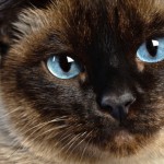 gatti più belli siamesi
