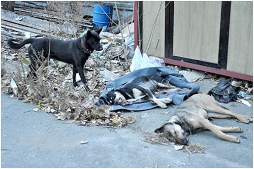 Massacro cani randagi Ucraina
