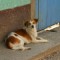 FGF Industry sostiene i cani abbandonati