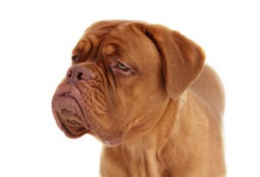 Cimurro nel cane, sintomi e terapia