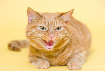 Gatti coraggiosi che combattono i coccodrilli