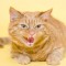 Gatti coraggiosi che combattono i coccodrilli