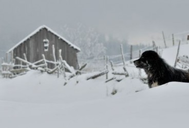 Animali in emergenza per il maltempo