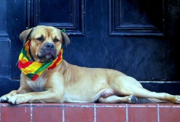 Strutture Pet friendly per partecipare al Carnevale di Viareggio con cani e gatti