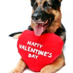 foto cane san valentino