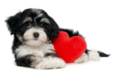 San Valentino, regali per cani e gatti
