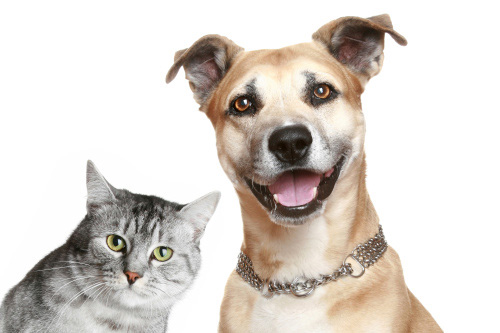 visite gratuite cani gatti veterinario marzo