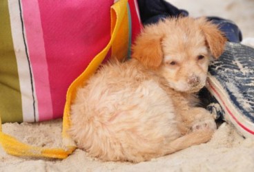 Spiagge pet friendly in Veneto: video e indirizzi utili per vacanze al mare o al lago