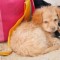 Spiagge pet friendly in Veneto: video e indirizzi utili per vacanze al mare o al lago