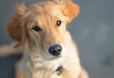 Cani attori, un video divertente