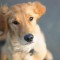 Cani attori, un video divertente