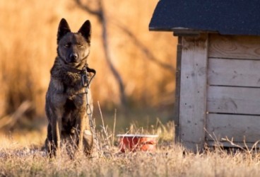 Cani maltrattati in un deposito: succede a Roma