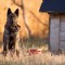 Cani maltrattati in un deposito: succede a Roma