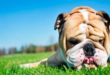 Cura degli animali: un aiuto viene dal bicarbonato