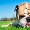 Cura degli animali: un aiuto viene dal bicarbonato