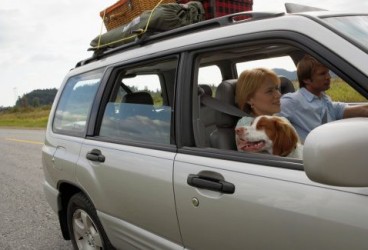 Cani in auto: ecco alcuni accessori indispensabili