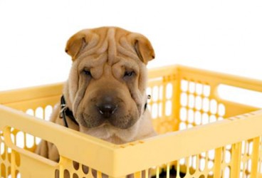 Traslocare con fido, come evitare gli stress