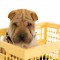 Traslocare con fido, come evitare gli stress