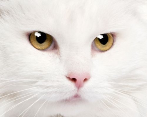 gatto-angora-bianco-e1339057830494