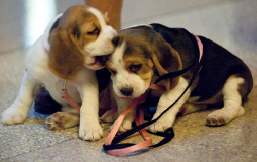 cuccioli di beagle da adottare di green hill