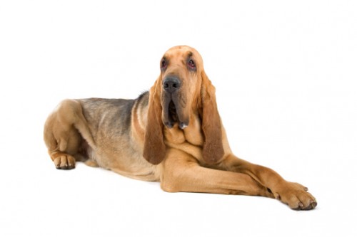 bloodhound cane molecolare