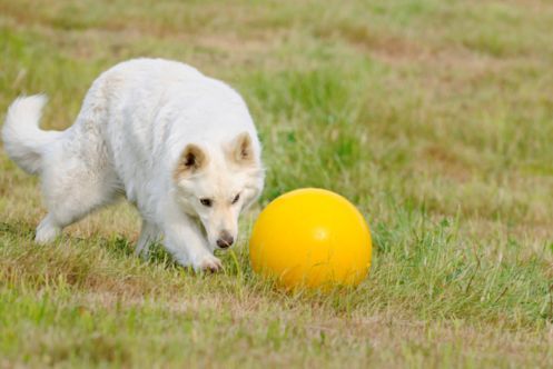 treibball dogs gioco sport cane