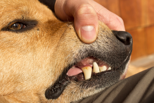pulizia denti detartrasi cani rischi prezzo