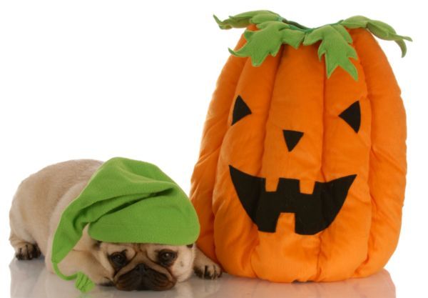 cioccolato cani tossico halloween