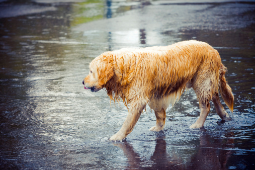 Cani colpiti alluvione punto situazione