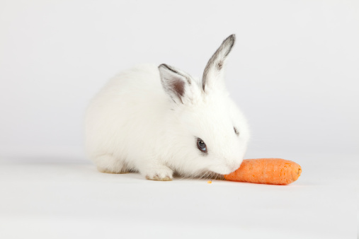 coniglio-con-carota.jpg