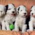 Cane Bobtail, carattere, cura, prezzo e foto cuccioli