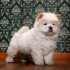 Cane Chow Chow, carattere, allevamenti, prezzi, foto