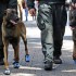 Cani poliziotto con le scarpe blu (foto)