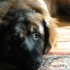 Leonberger, le foto di un cane di taglia grande