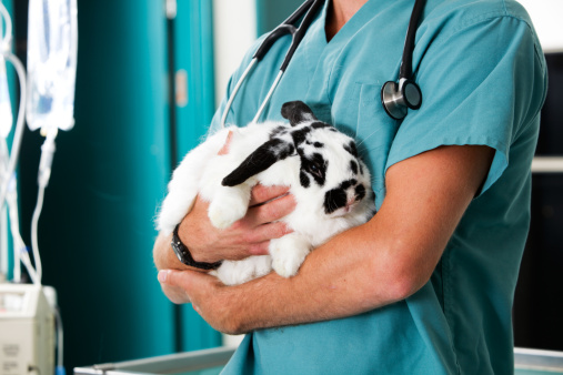 Sterilizzazione coniglio costo